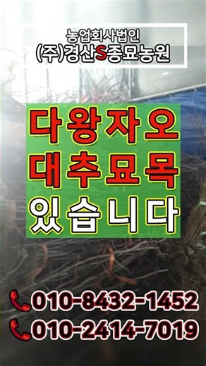 #대추나무 #대추묘목 #다왕자오대추 #왕대추#다왕자오대추묘목 #다왕자오대추나무#왕대추묘목 #왕대추나무