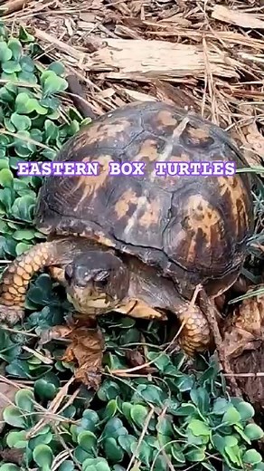 Eastern Box Turtle Goes Crazy for Juicy Watermelon! 🐢🍉