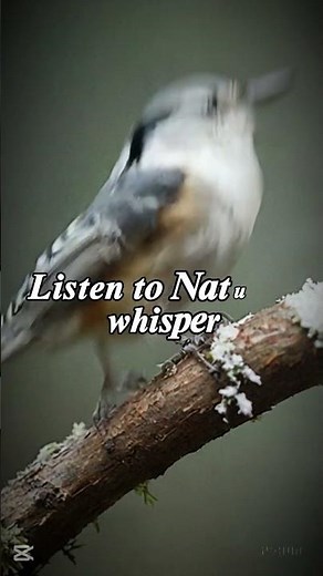 White-breasted Nuthatch Call – Cheerful Woodland Bird Sound | Nature Ringtone #birdsound #birds