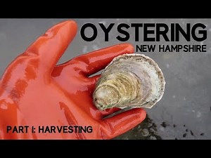 Oystering New Hampshire part 1: Harvesting