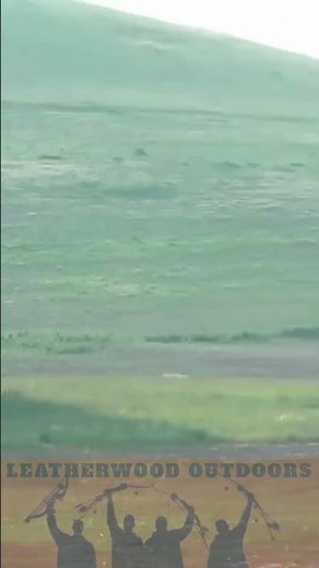 468 Yard Shot on RARE ALBINO Groundhog 220 Swift