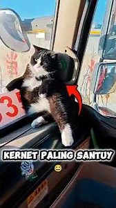 Cat with work experience 😹