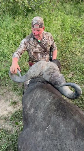 Big Cape Buffalo Down Cape Buffalo Hunting South Africa #cabelas ‪@CabelasHunting‬ ‪@allanschenksafaris‬