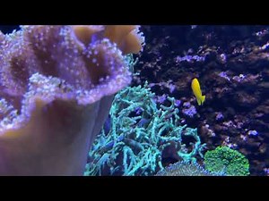 sea anemone at the Loveland Aquarium