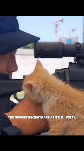 Mission Aborted… Kittens Spotted 💔🐱 #shorts #catvideos #kitten #cat #usa #army