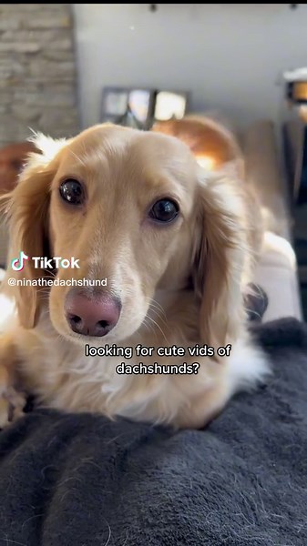 Nina The Dachshund on TikTok