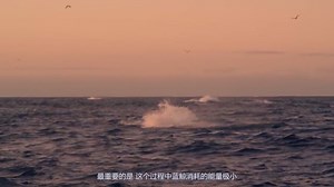 地球上最大的动物，蓝鲸到底有多大？真正的海上霸主！