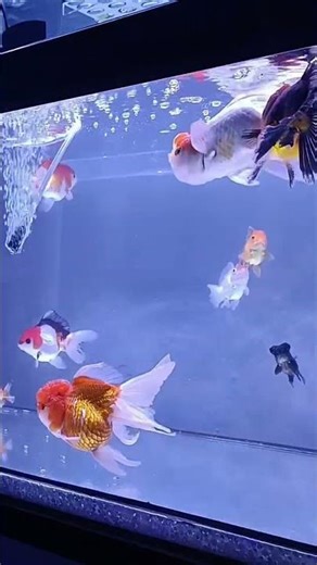 Calming Fish Tank Sounds for Stress Relief #watersounds #goldfish #aquariumasmr
