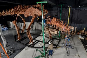 New titanosaur discovery exhibits state-of-the-art paleontology