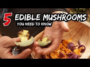 5 WILD EDIBLE MUSHROOMS YOU NEED TO KNOW - Foraging For Free Food With A Mushroom Expert