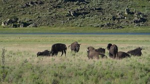 American bison roam the prairies of Wyoming and Montana in Yellowstone National Park in the United States. High definition 4K video 7.