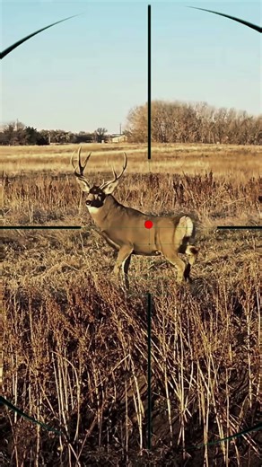 Deer Hunting | Caccia Al Cervo | Caza de ciervos