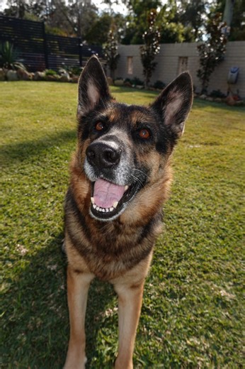 Cherishing Memories: A Tribute to My Dog's Favorite Spot