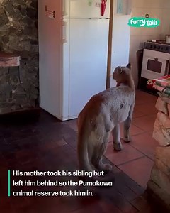 This blind puma defied the odds and won the heart of an unexpected family 🥹❤️ | Furry Tails
