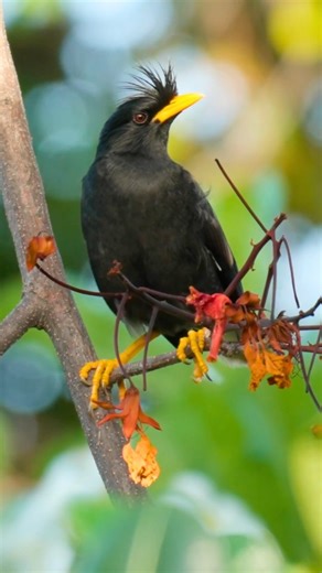 Great Myna (Acridotheres grandis)👇 The Great Myna is a bold, street-smart presence of towns and forests alike. Dressed in glossy black with striking white wing patches and a bright yellow bill and eye-ring, it carries itself with confident swagger. Highly social and endlessly vocal, it fills the air with whistles, squawks, and playful chatter, often mimicking other sounds with uncanny skill. Agile and adaptable, it forages on the ground or perches high, always alert and aware. Clever, fearless,