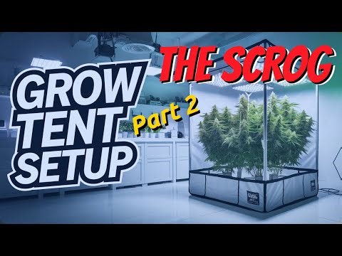 SCROG Setup & Moving My Plants! 4x4 Grow Tent Part 2 (DIY Trellis Fix 😂)