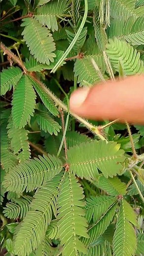Touch & It Shuts! The Magic of the Sensitive Plant