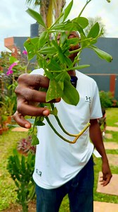 Le Talinum triangulaire peut vous sauver la vie. #talinum #triangulaire #Vie | Agriculteurs Modernes