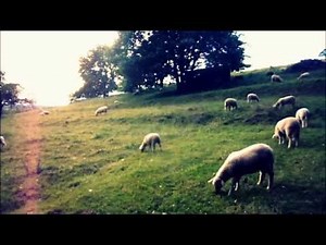 Sounds of life - Sheep Grazing in the Field - Germany - HD