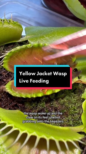 Managing Yellow Jacket Wasps in Your Garden: Feeding Tips for Plant Control