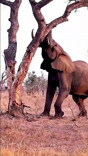 How African Tribes Protect the Forest from Elephants (Traditional Survival)