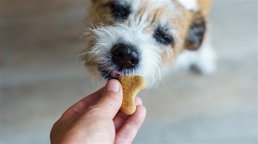 This Mini Dog Treat Maker Is a Game-Changer for Pup Parents