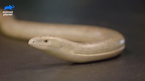 How are European legless lizards different from regular snakes? Find out on our YouTube Channel - bit.ly/2mbxZKU. | Animal Planet India