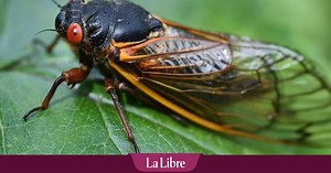 Qu'est-ce que la cigale "zombie", l'insecte bruyant qui émerge de terre aux États-Unis tous les 13 ou 17 ans ?