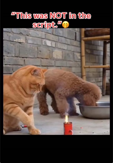 Funny Cat Moments: Script Gone Wrong