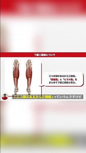 【下腿三頭筋の基礎】