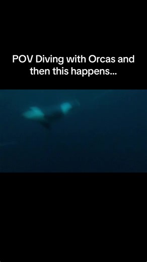 Magical Winter Encounter: Diving with Orcas