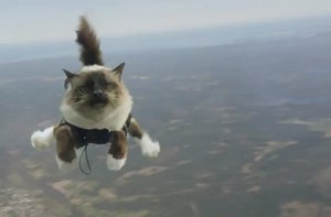 Swedish skydiving cats commercial.