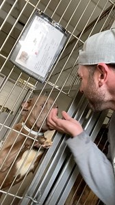 245K views · 10K reactions | I have never seen so many surrenders in...