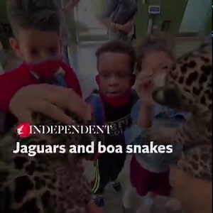 11K views · 76 reactions | Jaguars and boa snakes help children with learning disabilities in Cuba | The Independent | Facebook