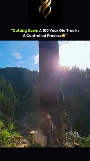 Information | science | technology on Instagram: "This is how a 100-year-old tree is safely cut down using a controlled and precise process. Experts carefully assess its size, angle, and surrounding environment before making strategic cuts. Using wedges, ropes, and saws, they guide the tree’s fall to prevent damage to nearby structures and ensure safety. Every step is meticulously planned, turning a potentially dangerous task into a display of skill, precision, and respect for nature. #TreeFelli