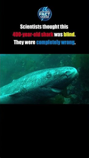 They aren't blind: The truth about the 400-year-old shark #deepsea #oceanlife #sharks