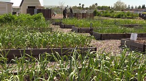 2.1K views · 44 reactions | On July 9th, learn about our Measure Q Urban Open Space Grant Program, and the projects we fund like UC Master Gardeners of Santa Clara County's educational programs at Martial Cottle Park on NBC Bay Area’s Openroad with Doug McConnell! | Santa Clara Valley Open Space Authority | Facebook