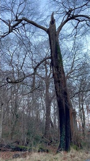 Tall Tree in the Forest 🌿 Nature Sounds ASMR