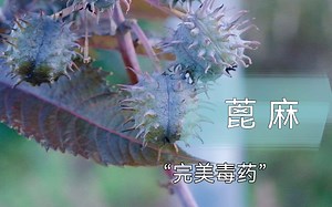 它是潜伏在我们身边的剧毒植物，而我们很多人都吃过它。