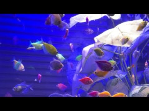 Glofish Aquarium