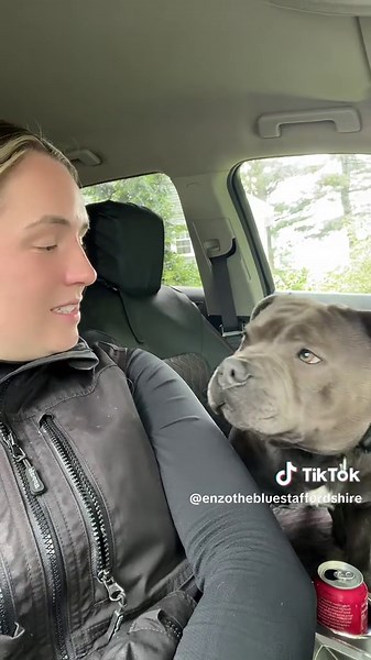Talking Dogs: Enzo the Blue Staffordshire Bull Terrier