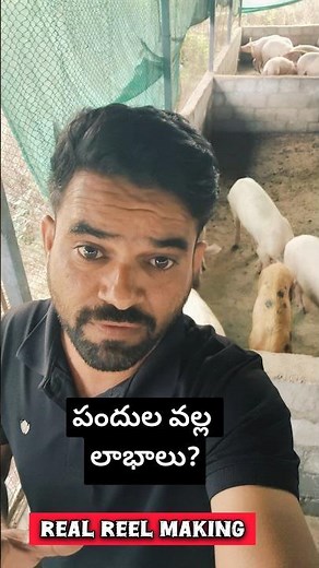 How Much Money Can You Make From Pig Farming?Why pig farming is the most profitable livestock market