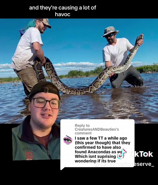 Anacondas in the Everglades: Invasive Species Removal and Wildlife Conservation