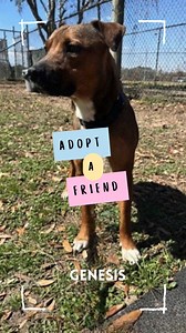 Sometimes really, really great dogs just get passed by at the shelter. Honey Boo Boo, Genesis and Romeo are some of our longest-stay residents, but they are wonderful dogs, each special in their own way, who woud love to find their forever homes. Check out their individual profiles on the shelter website and then come meet them at Citrus County Animal Services, 4030 S. Airport Rd., Inverness, FL. | Adopt a Citrus County Animal Shelter Pet