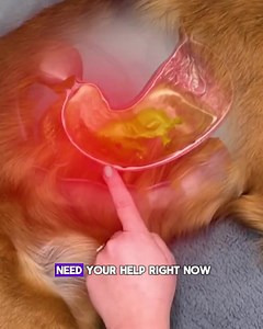 13K reactions · 1K shares | Scratching non-stop?  Your dog's itchy skin could be crying out for gut support. Discover how our Probiotic Meal Toppers can ease their discomfort. Let's get to the root of the itch for a happier, more comfortable pet. | Canine Science | Facebook