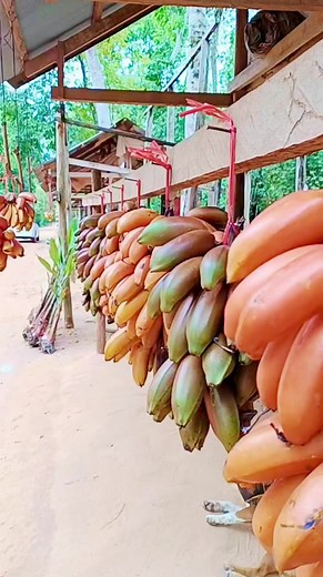 1.9K views · 32 reactions | Natural Color Banana on mountain | Mini Garden | Facebook