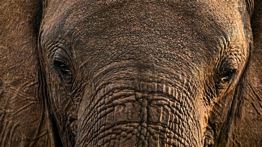 Wild elephant close view highlighting natural skin patterns