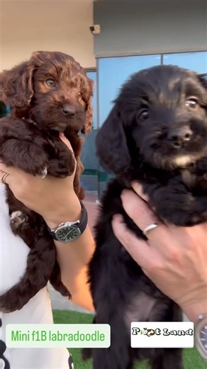 Rayyana Abudalu on Instagram: "#minilabradoodle #labradoodle #labradoodles #mediumlabradoodle 🤎💚"