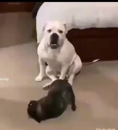 Playful Moments: Dog and Cat Interaction in Bedroom