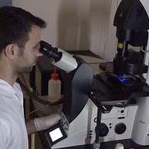 비디오: Imaging FITC-dextran을 조절된 외포작용에 대한 리포터로 이미징